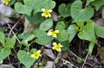 Downy yellow violet